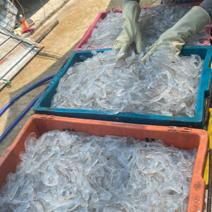 Sứa Biển tươi hà tĩnh