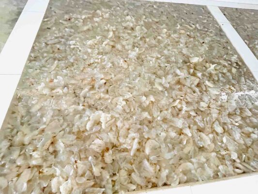 Sứa Mặn Hà Tĩnh 5 Bể chứa sứa mặn mai dung hà tĩnh sạch sẽ atvstp