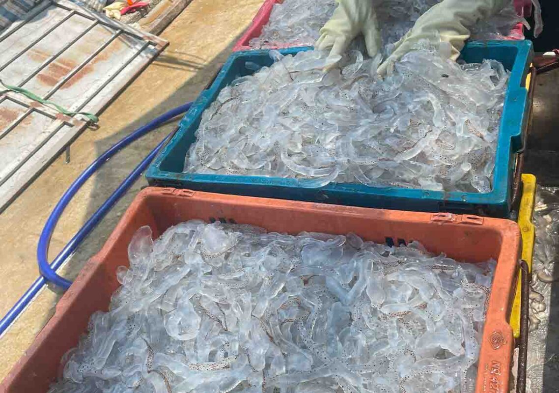 Thân Sứa biển ăn liền