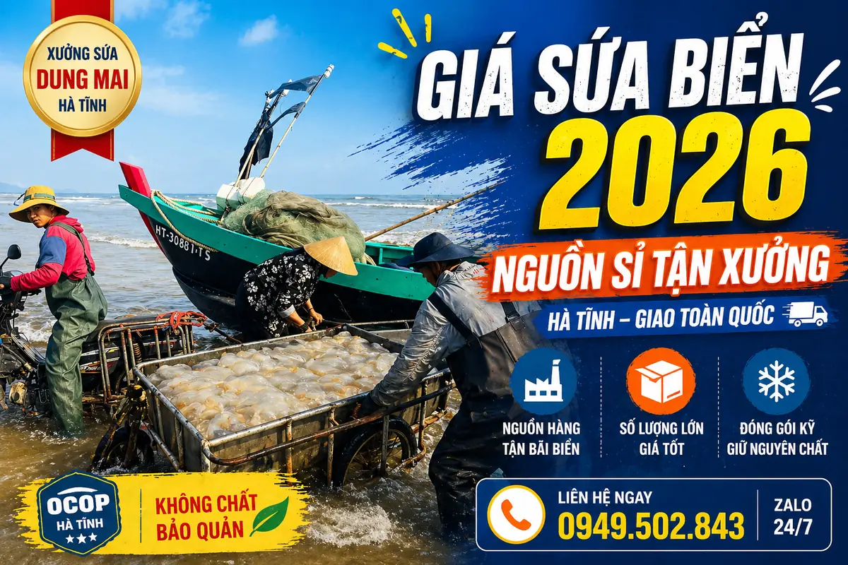 Bảng giá sứa biển Hà Tĩnh năm 2026 mới nhất tại xưởng Dung Mai