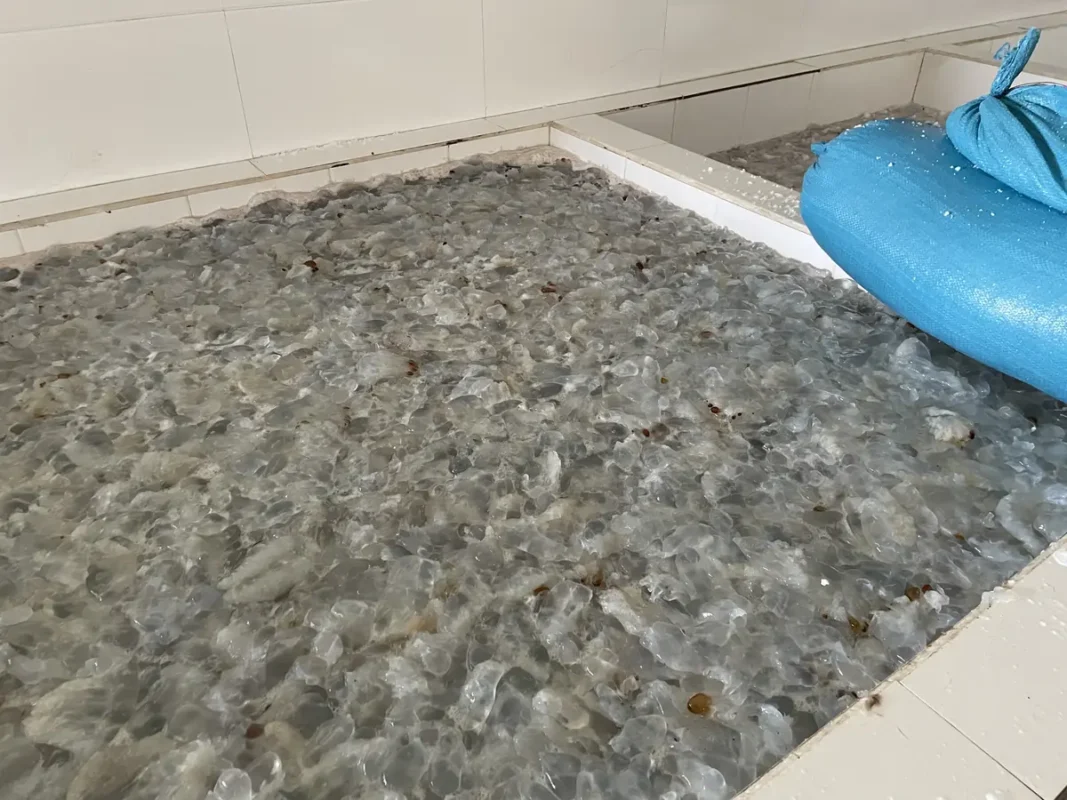Sứa biển tươi cho vào bể để ướp muối biển trắng