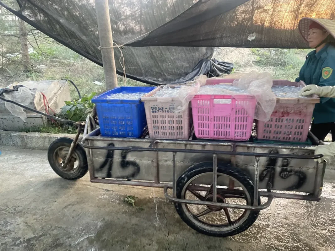Vận chuyển sứa biển từ bãi vào xưởng chế biến tại Hà Tĩnh