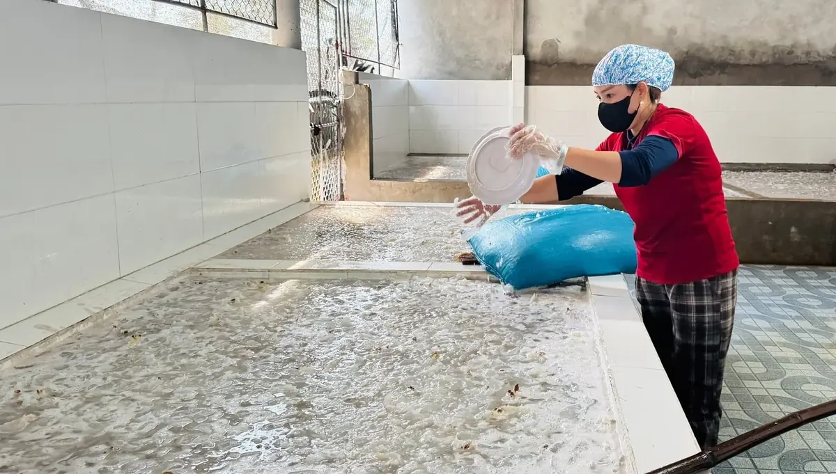 Xưởng sứa dung mai 2026